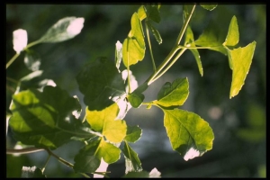 Commiphora_molmol_250