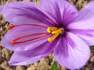 crocus_sativum_6