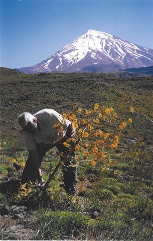 ferula_gummosa_1